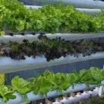Hydroponic Farming in Ahmedabad