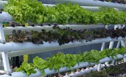 Hydroponic Farming in Ahmedabad