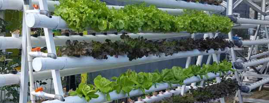 Hydroponic Farming in Ahmedabad