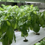 Hydroponic Farming in Rajkot