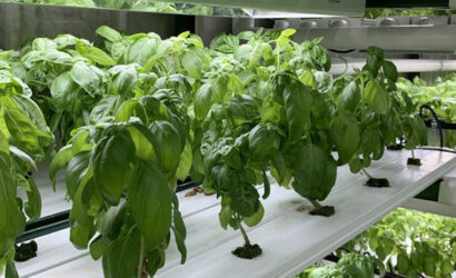 Hydroponic Farming in Rajkot