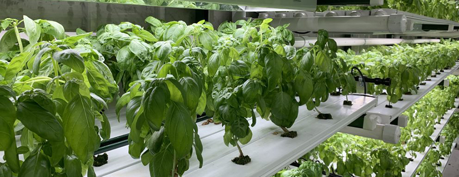 Hydroponic Farming in Rajkot