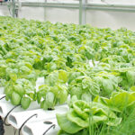 Hydroponic Farming in Mumbai