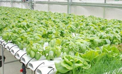 Hydroponic Farming in Mumbai