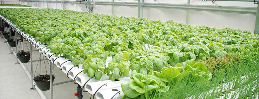 Hydroponic Farming in Mumbai