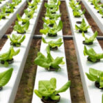 Hydroponic Farming in Vadodara