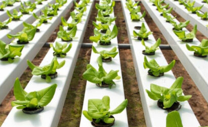 Hydroponic Farming in Vadodara