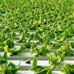 Hydroponic farming in India