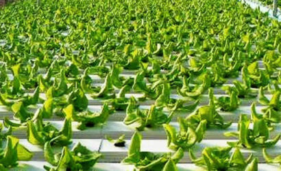 Hydroponic farming in India
