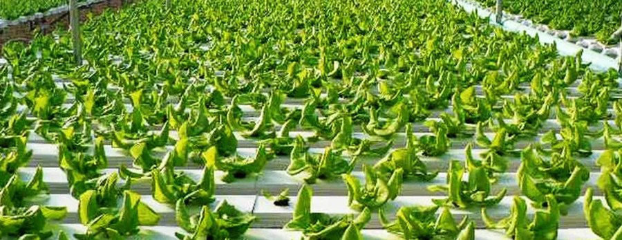 Hydroponic farming in India