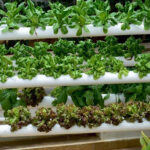 Hydroponic equipment suppliers in Rajkot