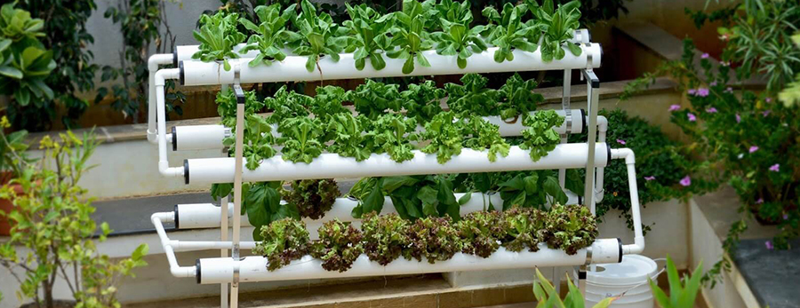 Hydroponic equipment suppliers in Rajkot