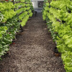 Hydroponic equipment suppliers in Mumbai