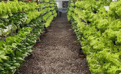 Hydroponic equipment suppliers in Mumbai