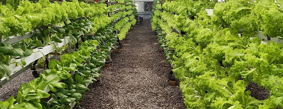 Hydroponic equipment suppliers in Mumbai
