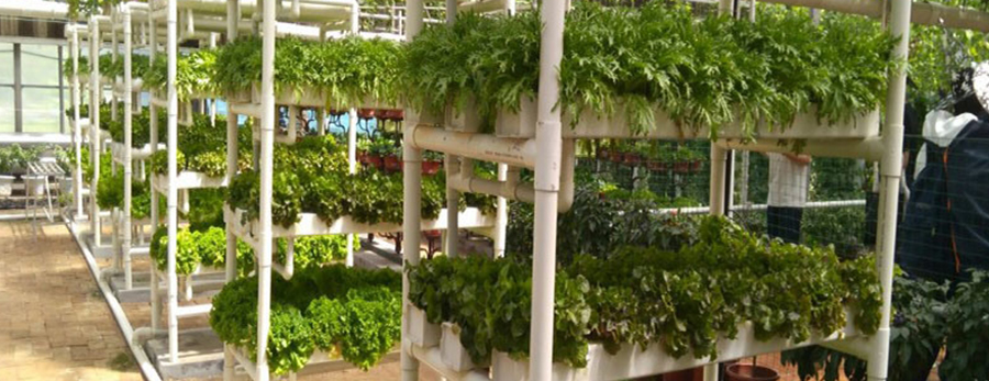 Hydroponic equipment suppliers in Ahmedabad