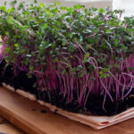 Microgreen cultivation in Ahmedabad