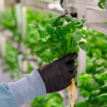 Hydroponic farming in bangalore