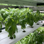 Hydroponic farming  in chennai