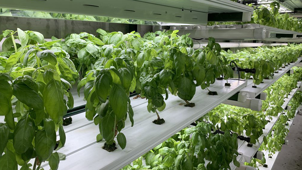 Hydroponic farming in chennai - Croptek Agri Grower Pvt. Ltd