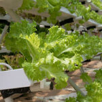 Hydroponic farming in Kanpur