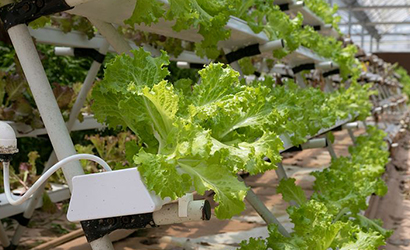 Hydroponic farming in Kanpur