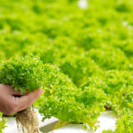 Hydroponic farming in Visakhapatnam