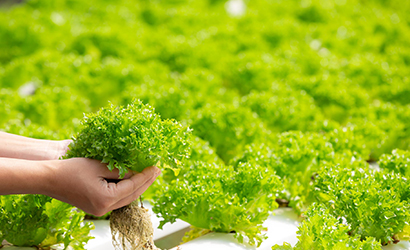 Hydroponic farming in Visakhapatnam