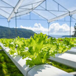 Hydroponic farming in Agra