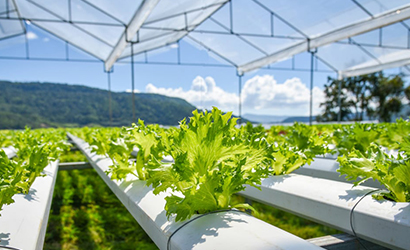 Hydroponic farming in Agra