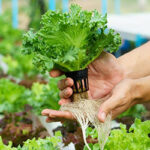 Hydroponic farming in Jaipur