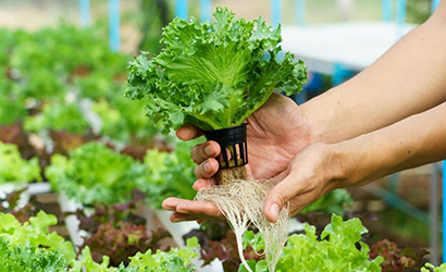 Hydroponic farming in Jaipur